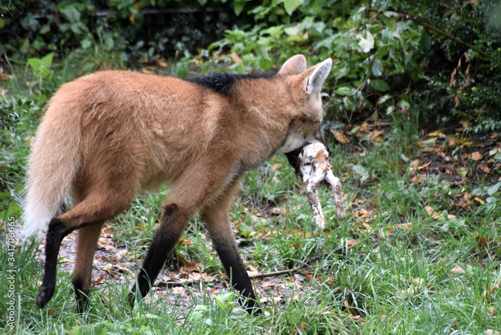 Obraz premium Mähnenwolf mit Kaninchen im Maul