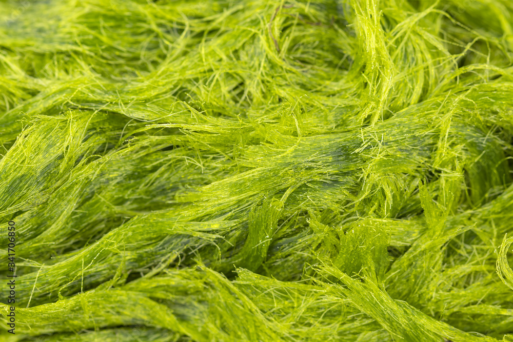 Algae freshwater deals