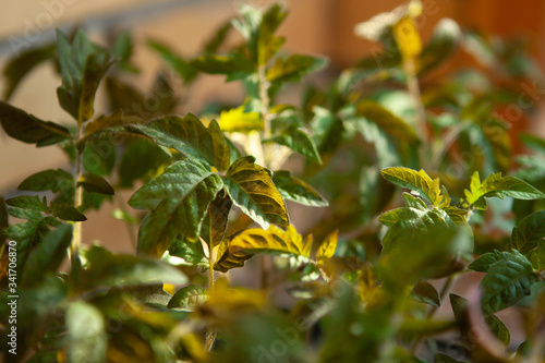 green leaves of tomato sprouts, macro on blurry bokeh background