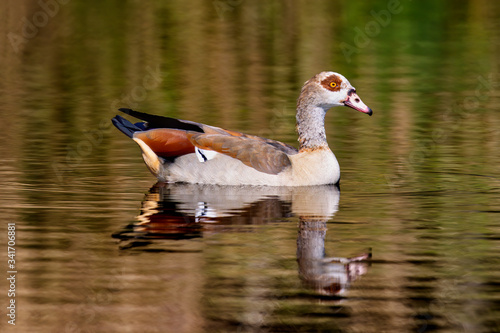 goose on the water with reflection