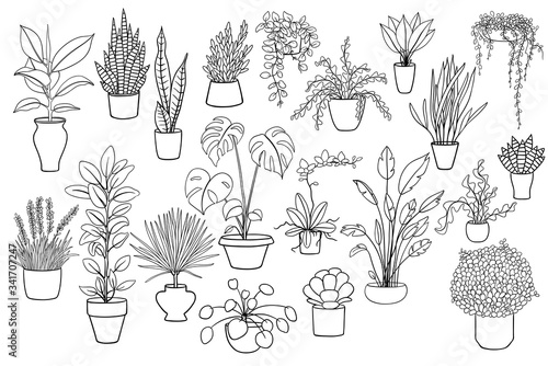 20 black and white illustrations of house plants