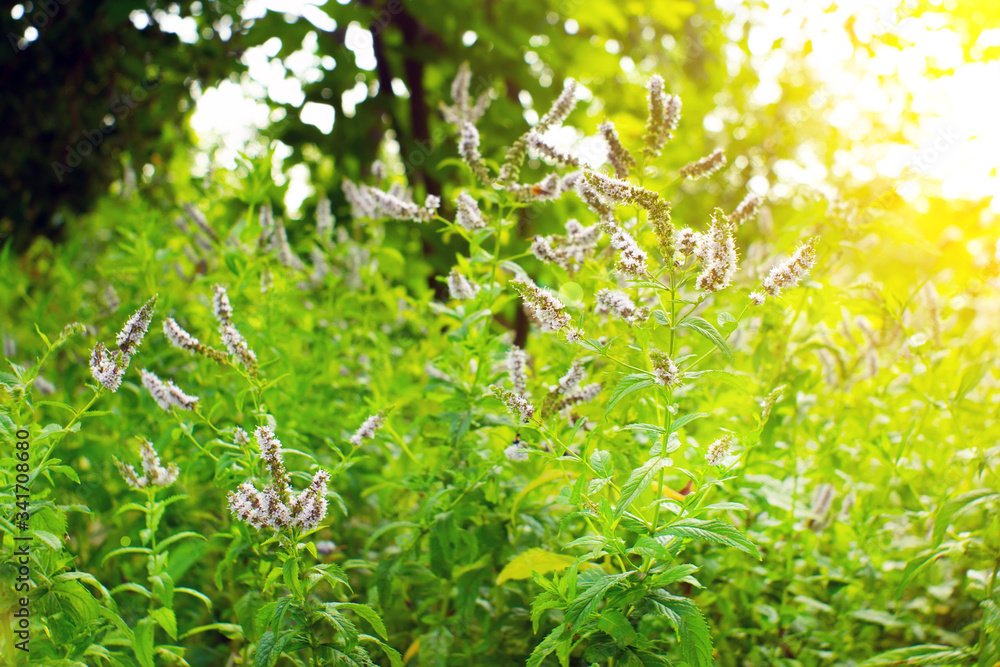 wild mint selective focus growing organic plants against a natural background wild mint selective focus growing organic plants against a natural background