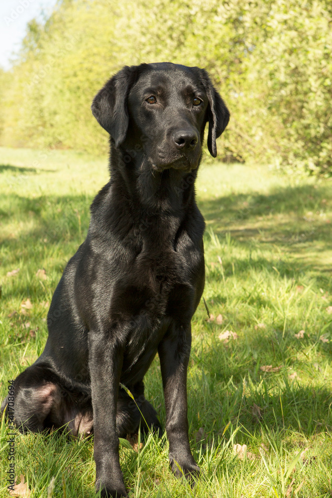 Labrador / golden retriever poseerd.