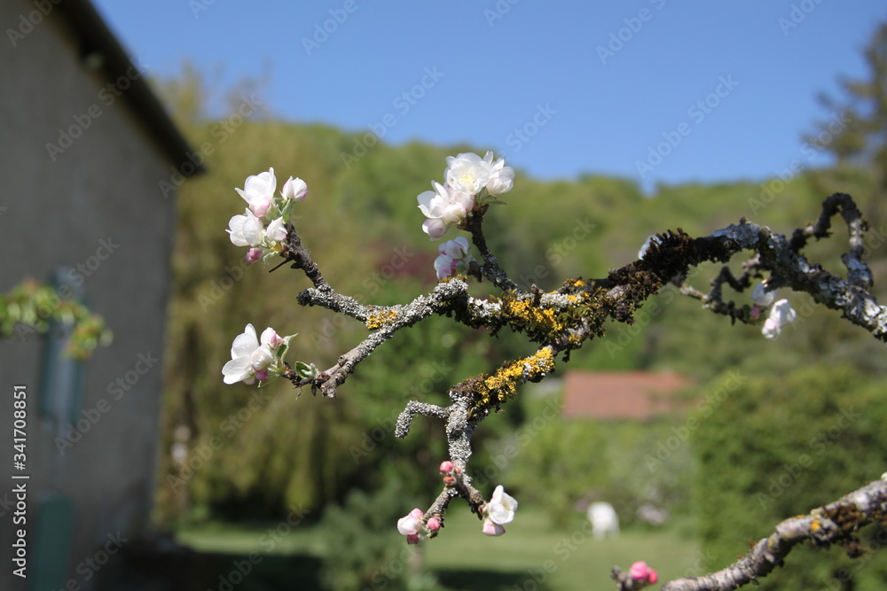 White fresh apple tree bud fertile blossom White fresh apple tree bud fertile blossom