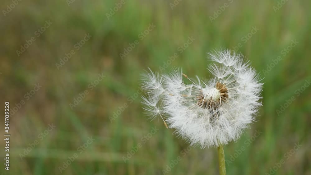 White dandelion in the field White dandelion in the field