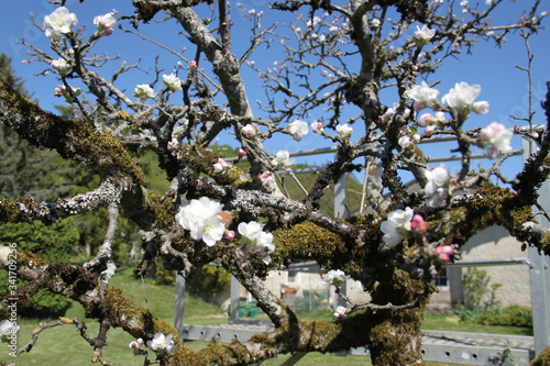 White fresh apple tree bud fertile blossom