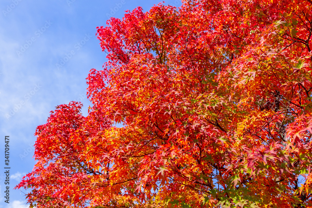 Japanese maples Japanese maples