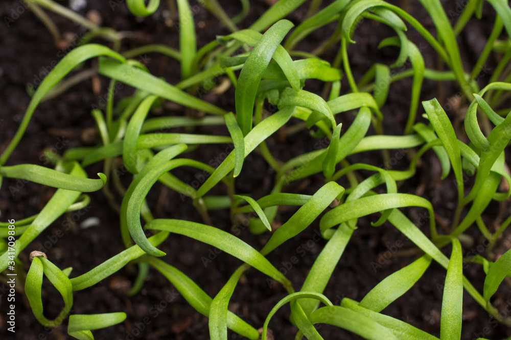 Microgreen. Young sprouts of greens. Microgreen. Young sprouts of greens.