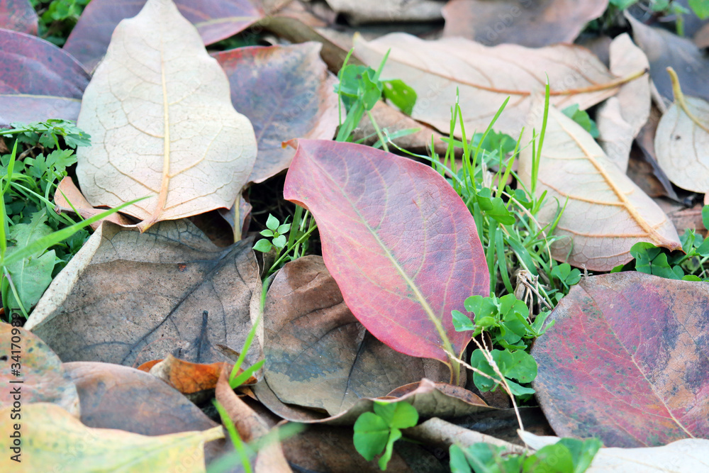 dried colorful leaves spilled in autumn dried colorful leaves spilled in autumn