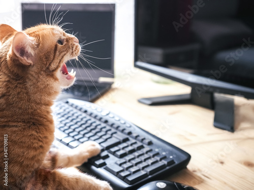 Cat angry about working from home, and not being able to leave because of the Covid-19 quarantine
