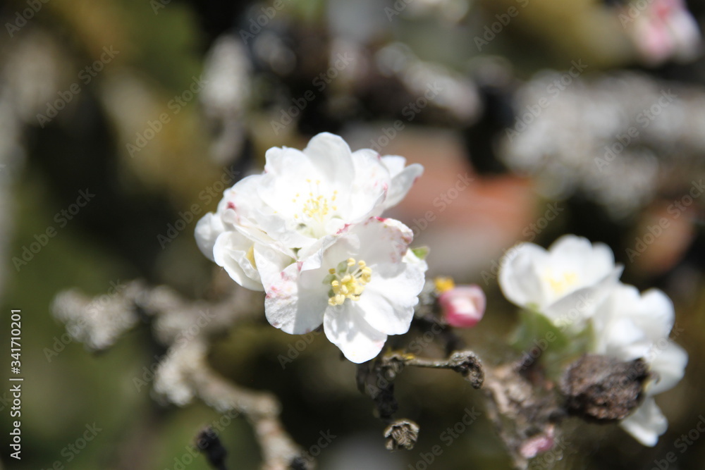 Fototapeta premium White fresh apple tree bud fertile blossom
