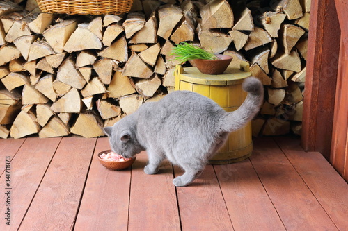 Gray cat eating pieces of raw meat from clay bowl by the yellow wooden tub in a shed with birch firewood. 