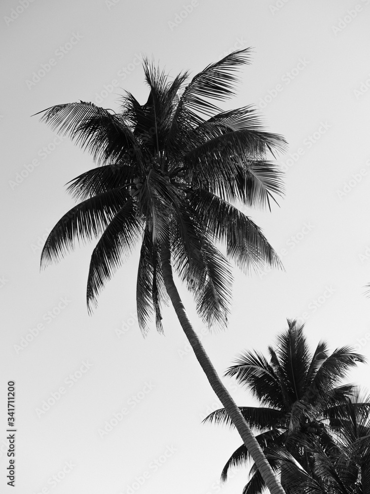 silhouette of palm trees