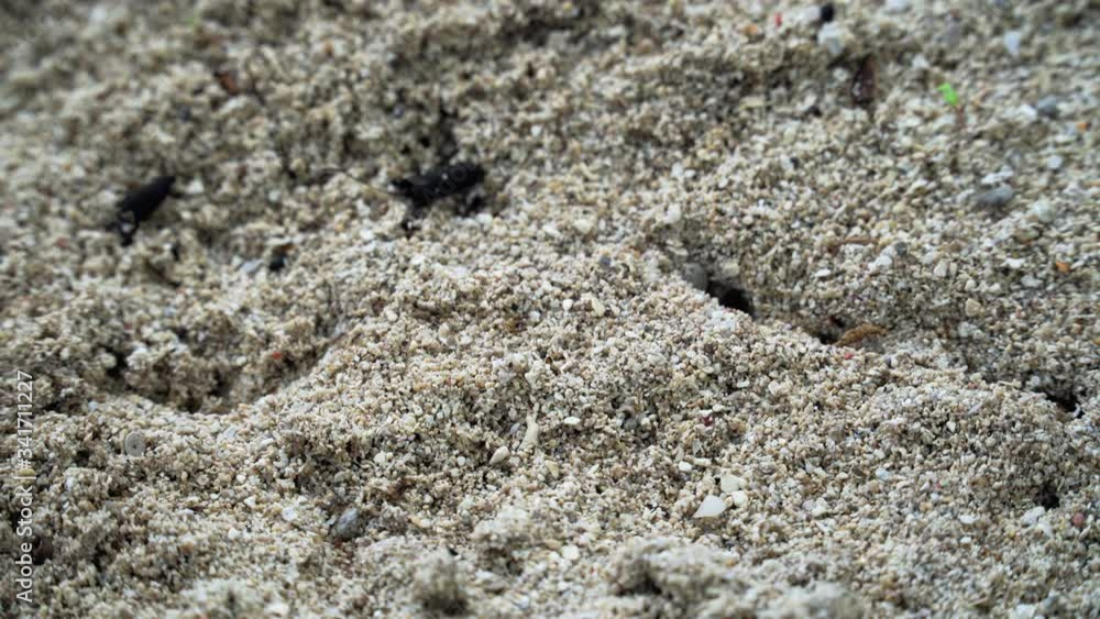 Close up of a colony of ants creating a path in the sand