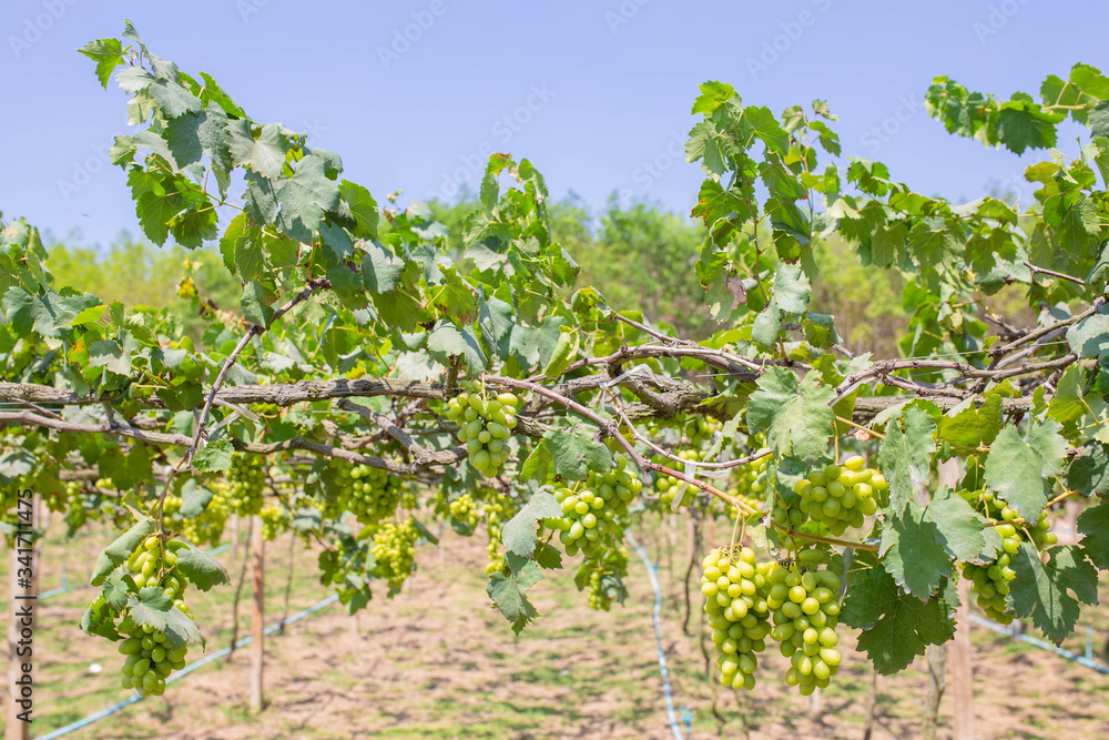 Bunch of grapes on a vine yard in the sunshine. The winegrowers grapes on a vine.