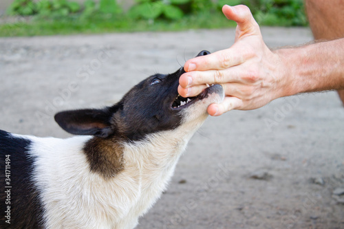 Small white black dog angrily biting hand