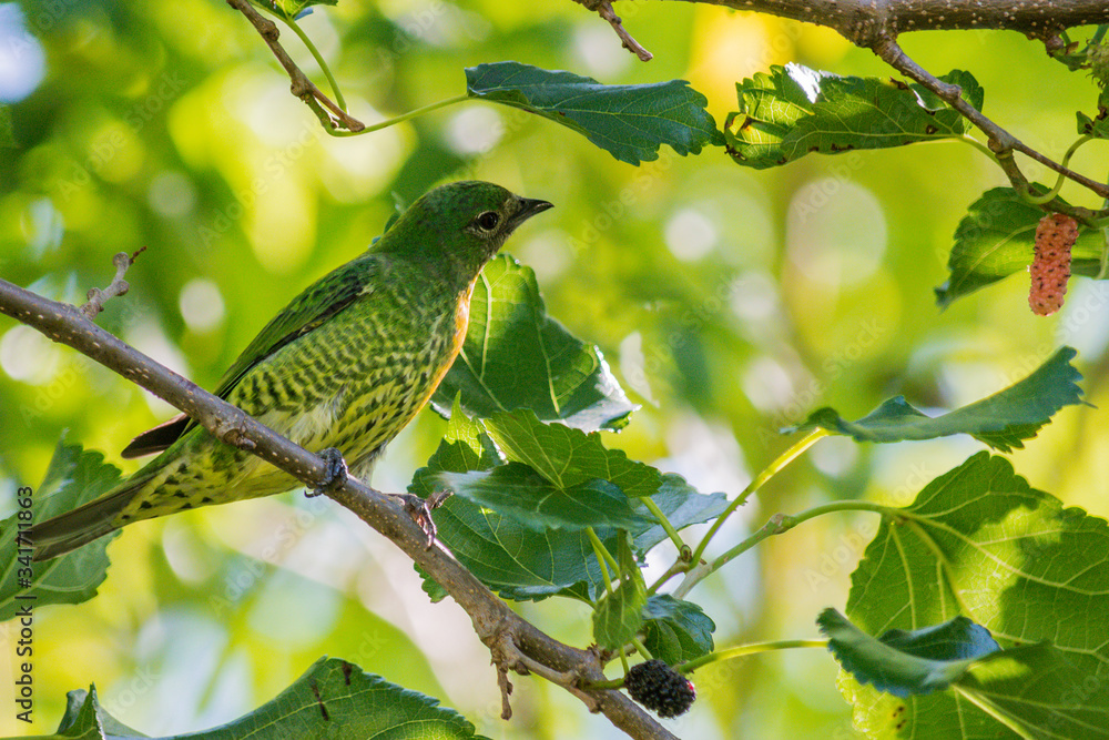 Fototapeta premium Female Swallow Tanager on a blackberry tree