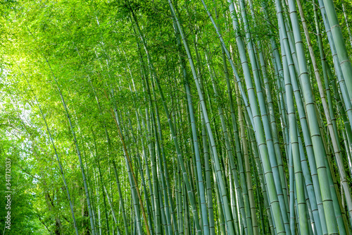 Bamboo leaves, background bamboo grove.
