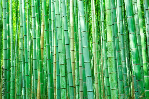 Sagano Bamboo Forest