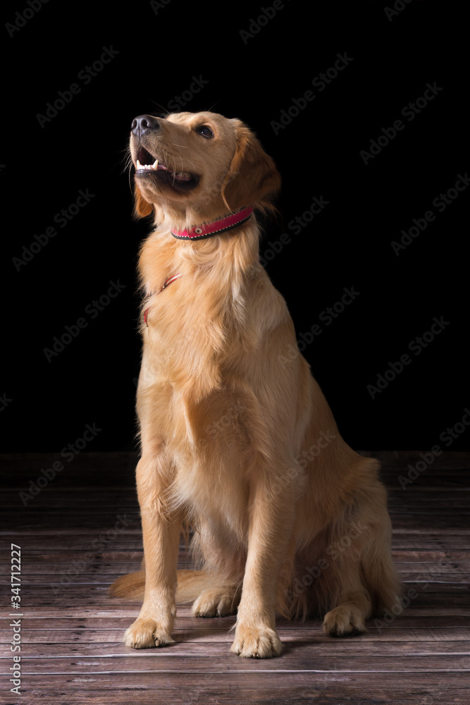portrait of a golden retriever dog with a black background