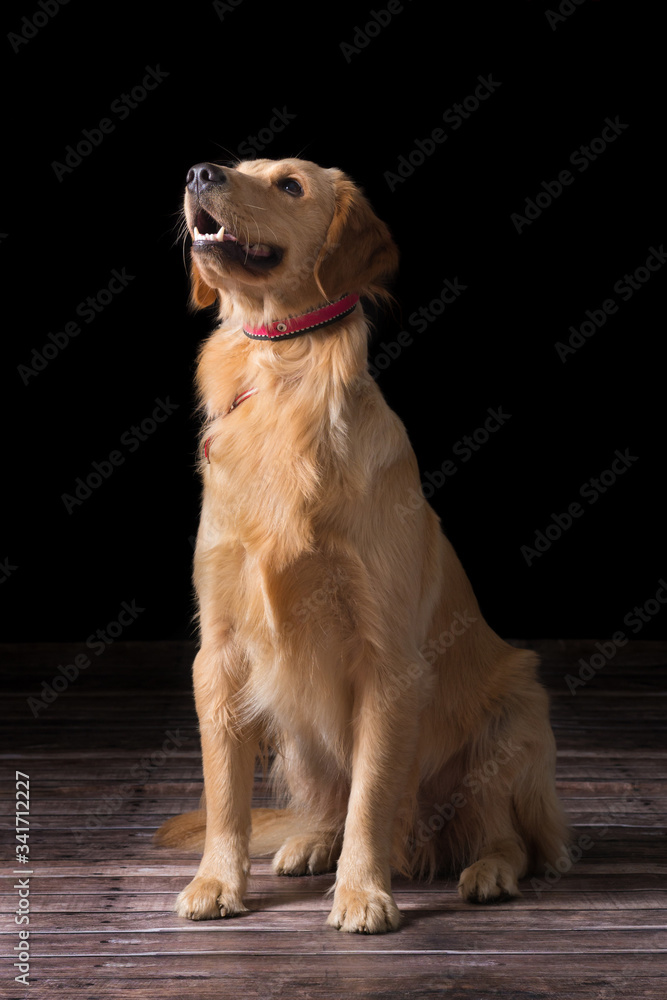 portrait of a golden retriever dog with a black background portrait of a golden retriever dog with a black background