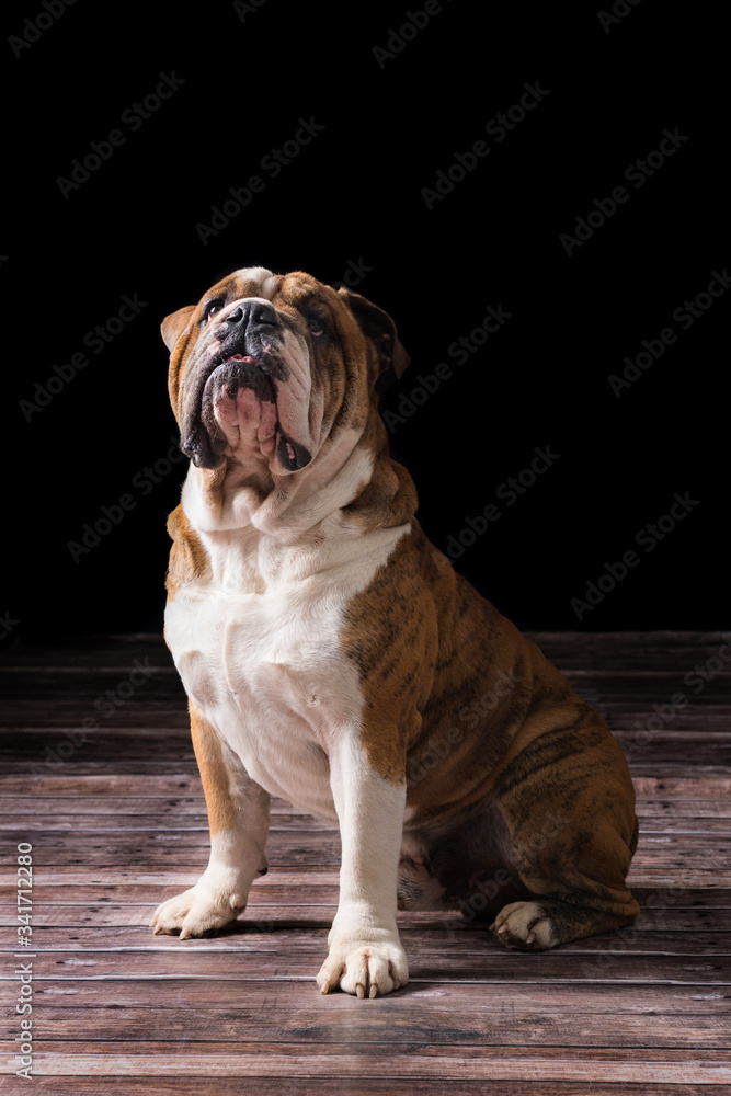 portrait of a Bulldog with a black background