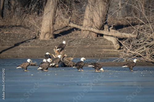 A Flock of Bald Eagles Not Practicing Social Distancing photo