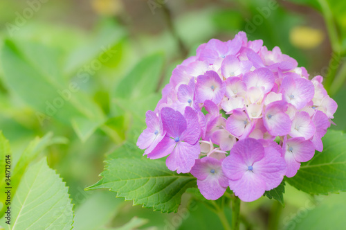 梅雨の花-アジサイ-