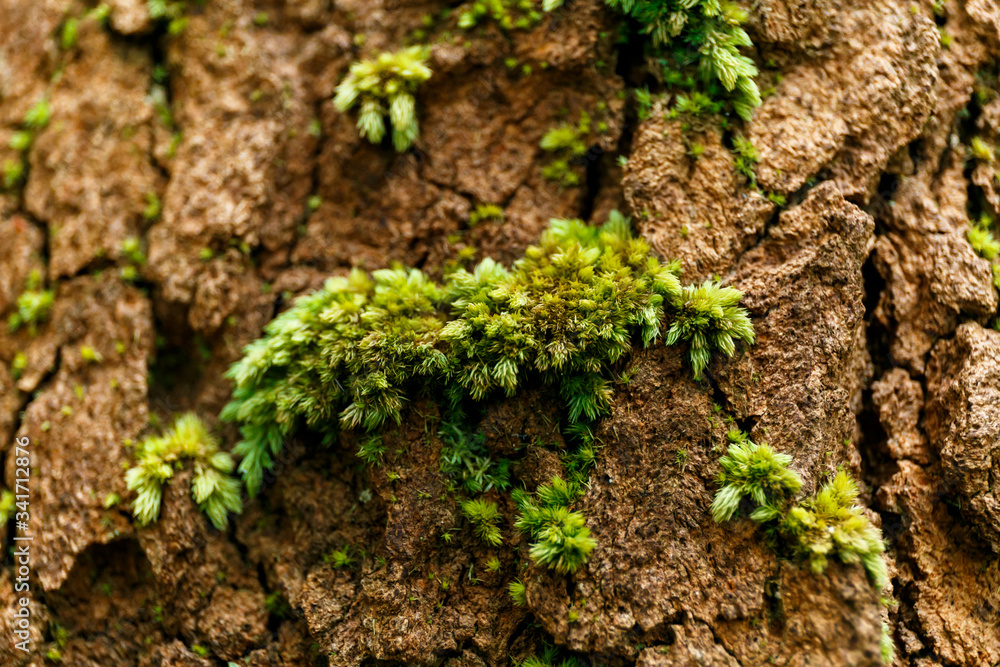 Green moss on giant tree in the forest. Green moss on giant tree in the forest.