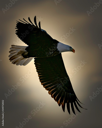 Принти на полотні Bald eagle flying and soaring over the Mississippi River on a winter day