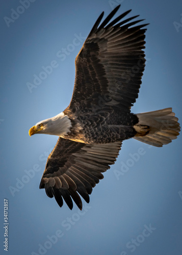Bald eagle flying and soaring over the Mississippi River on a winter day