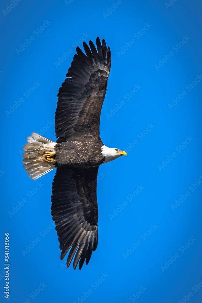 Bald eagle flying and soaring over the Mississippi River on a winter day Bald eagle flying and soaring over the Mississippi River on a winter day