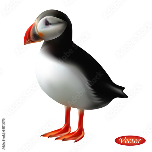Atlantic puffin bird isolated on white background. Realistic  Fratercula arctica. Vector illustration 3D. Beautiful natural bird. Macro icon bird with red beak. Design for paper, banner, t-shirt, logo