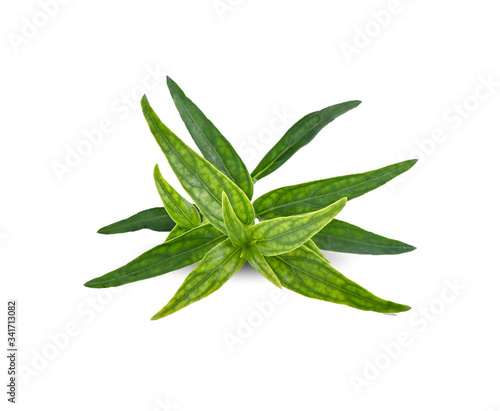 fresh Thai herbal medicine herbs organic plant leaves Andrographis paniculata. Anti-Covid-19 Properties .