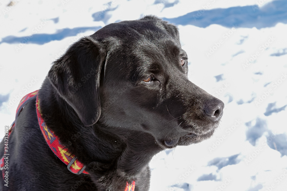 Labrador Labrador