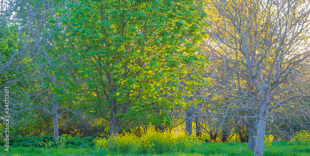 Spring is in the air with buds in the foliage of trees in a green pasture in sunlight at sunrise