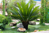 Green palm tree on seashore. Lush green palm leaves. Rest, vacation and tourism on sea coast. Cycas Revoluta.