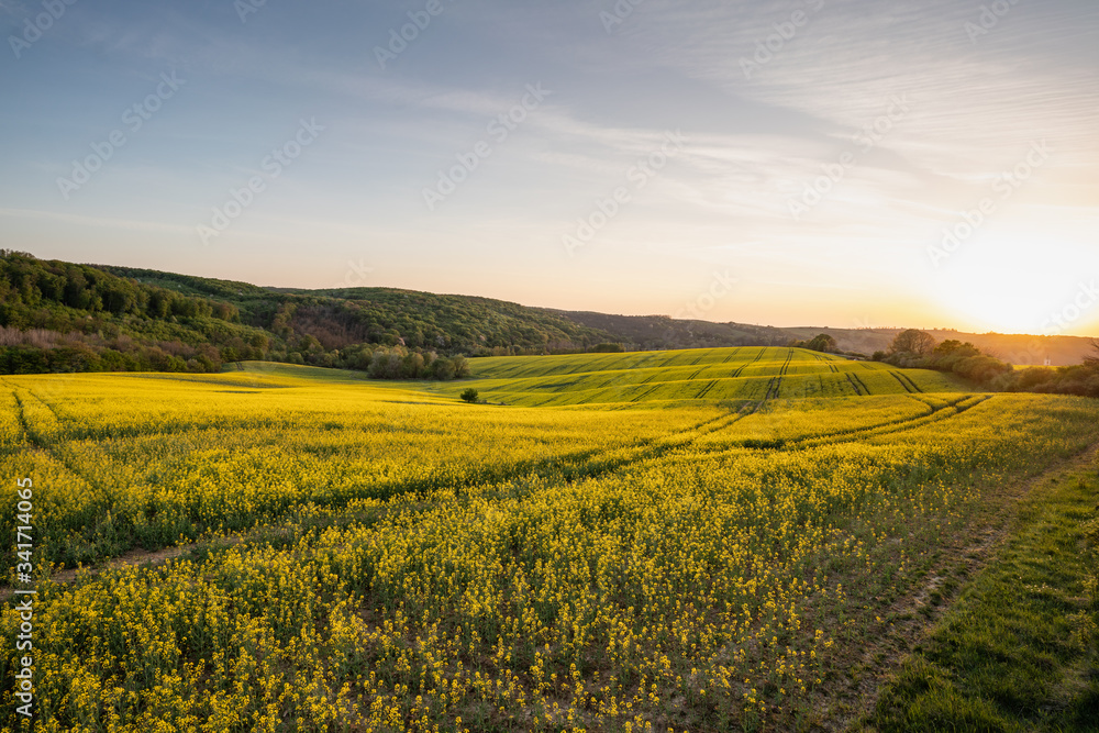  yellow canola field at sunrise