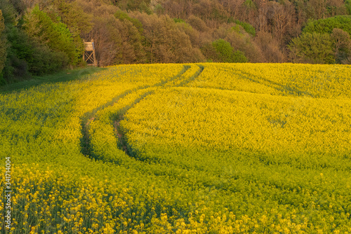 hunting hideaway with yellow canola field