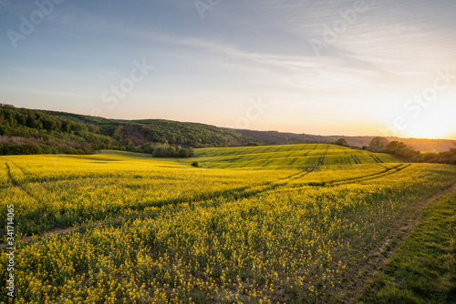  yellow canola field at sunrise