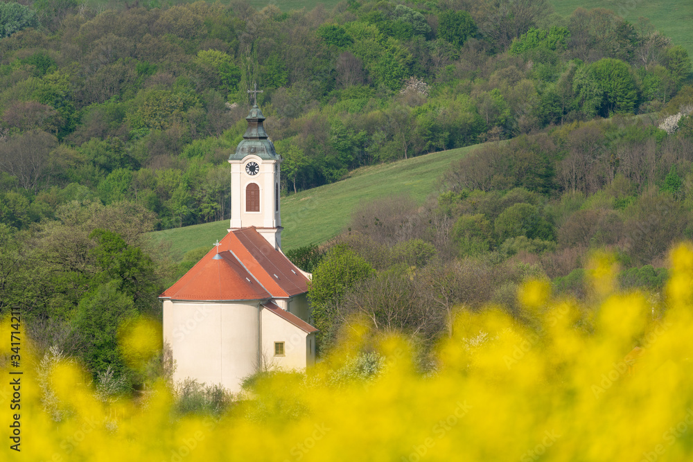 Church tower with yellow canola field