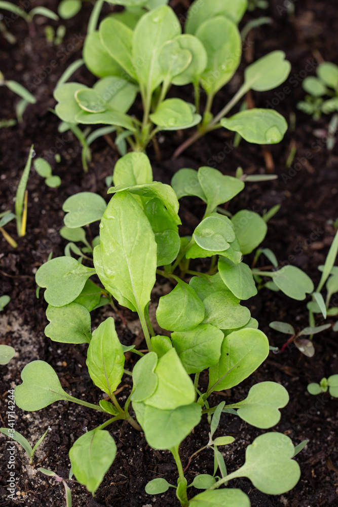 young sprouts of greens arugula in soil young sprouts of greens arugula in soil
