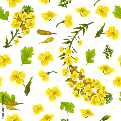 Rape flowers, canola oil. Brassica napus. Seamless vector pattern.
