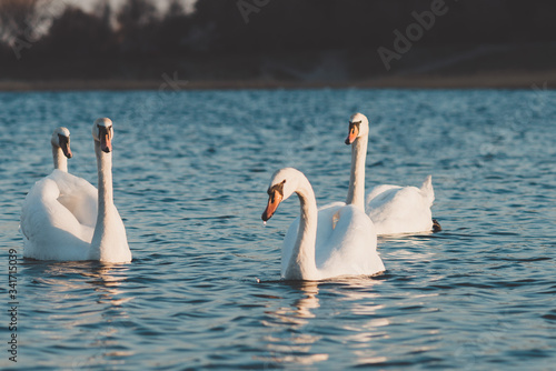 Group Of beautiful Swans In the blue Lake