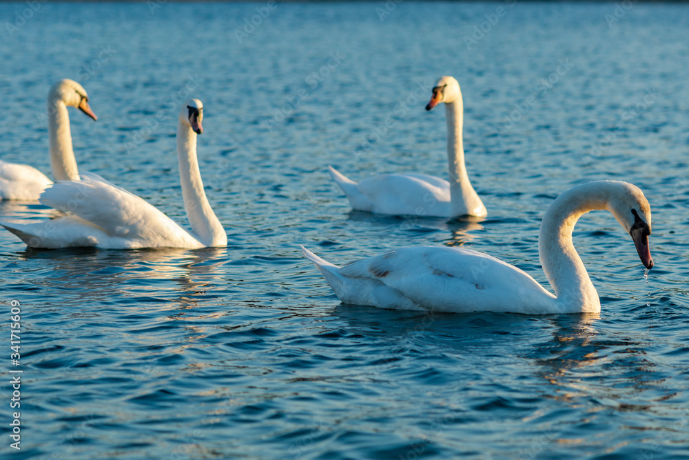 Group Of beautiful Swans In the blue Lake Group Of beautiful Swans In the blue Lake