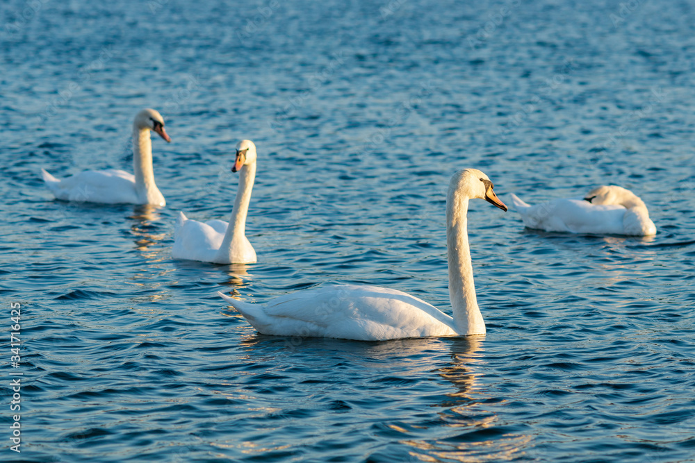 Group Of beautiful Swans In the blue Lake Group Of beautiful Swans In the blue Lake