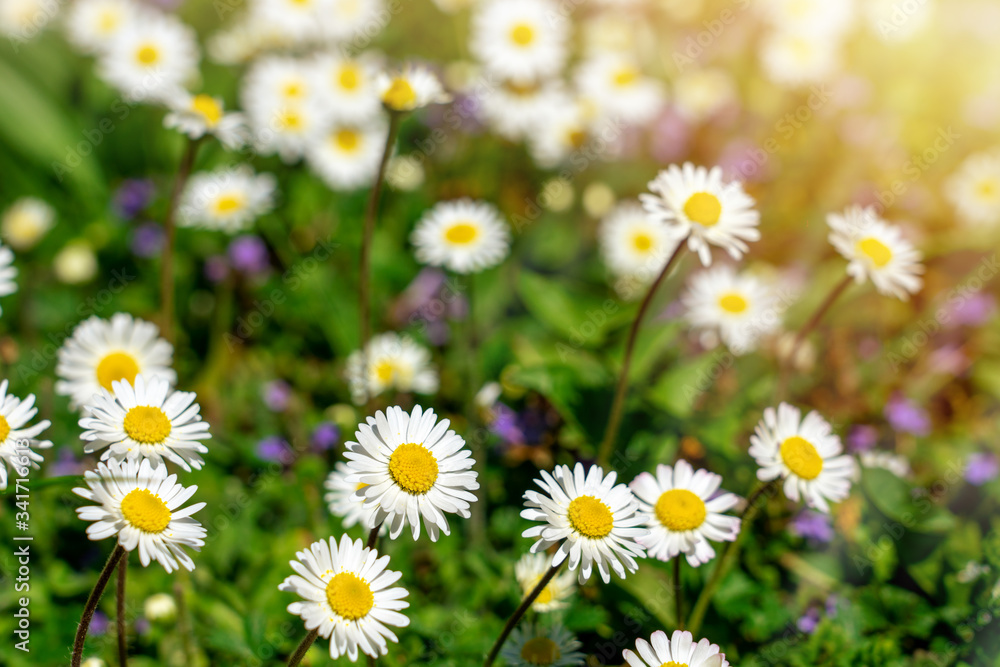 pure cute little daisy flowers on the meadow with sunlight pure cute little daisy flowers on the meadow with sunlight