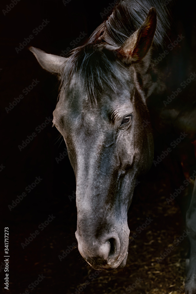Beautiful black horse portrait