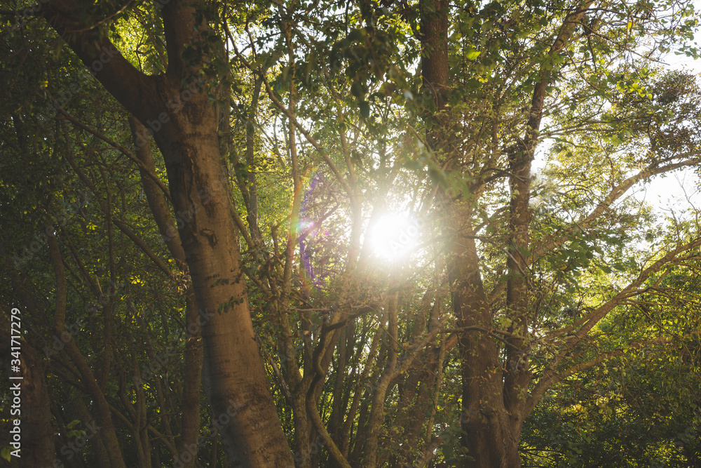 Fototapeta premium sun rays in the forest