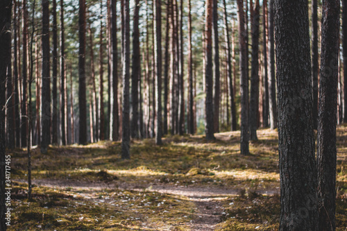 Tree trunks in a forest. Shallow depth of field  Sun shining. Birch and pine trees